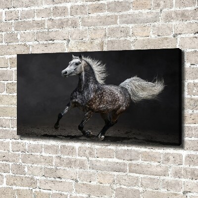 Foto op canvas Grijze Arabische paard