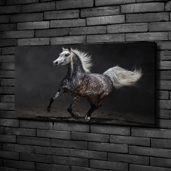 Foto op canvas Grijze Arabische paard