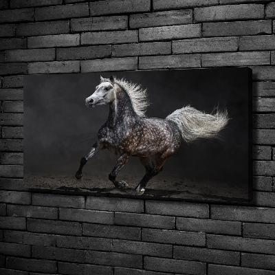 Foto op canvas Grijze Arabische paard