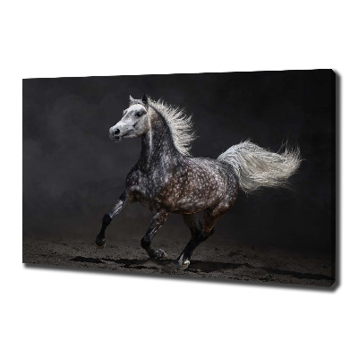 Foto op canvas Grijze Arabische paard