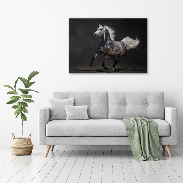 Foto op canvas Grijze Arabische paard