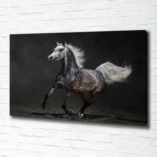 Foto op canvas Grijze Arabische paard
