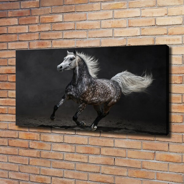 Foto op canvas Grijze Arabische paard