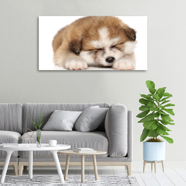 Canvas foto Akita-puppy
