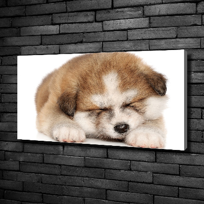 Canvas foto Akita-puppy