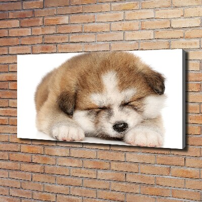 Canvas foto Akita-puppy