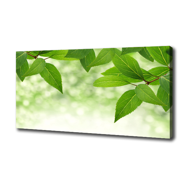 Foto canvas Groene bladeren
