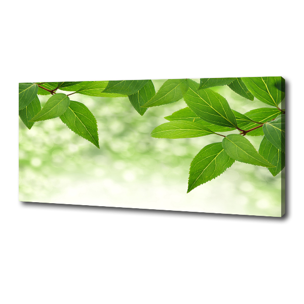 Foto canvas Groene bladeren