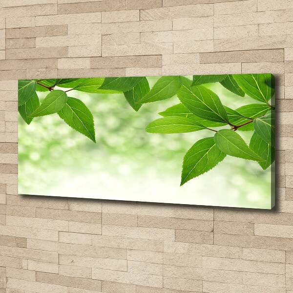 Foto canvas Groene bladeren