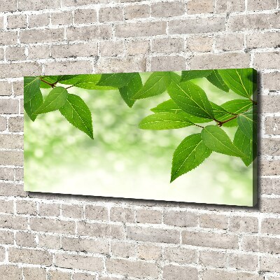 Foto canvas Groene bladeren