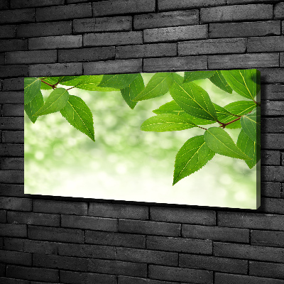 Foto canvas Groene bladeren