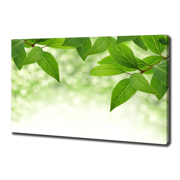 Foto canvas Groene bladeren