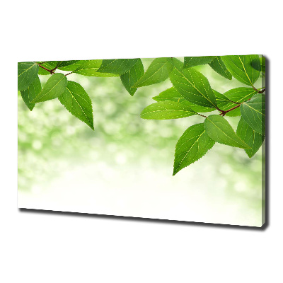 Foto canvas Groene bladeren