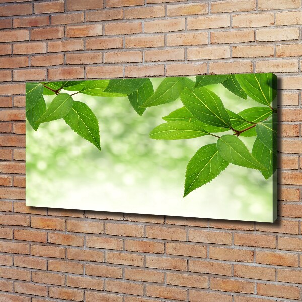 Foto canvas Groene bladeren