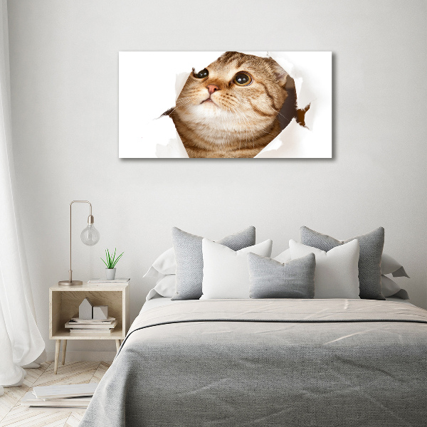 Foto canvas Kat
