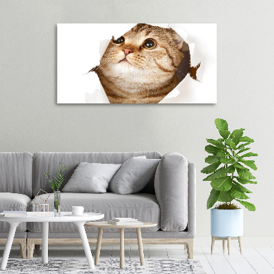 Foto canvas Kat