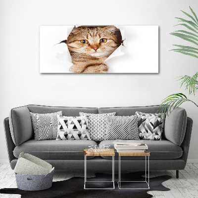 Foto op canvas Kat