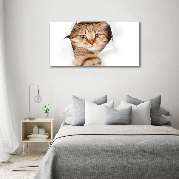 Foto op canvas Kat