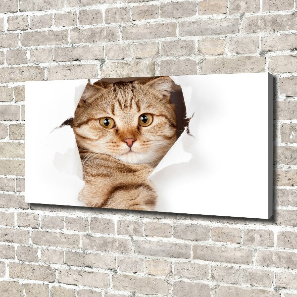 Foto op canvas Kat