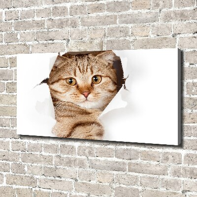 Foto op canvas Kat