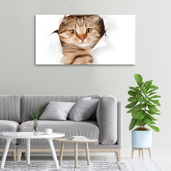 Foto op canvas Kat