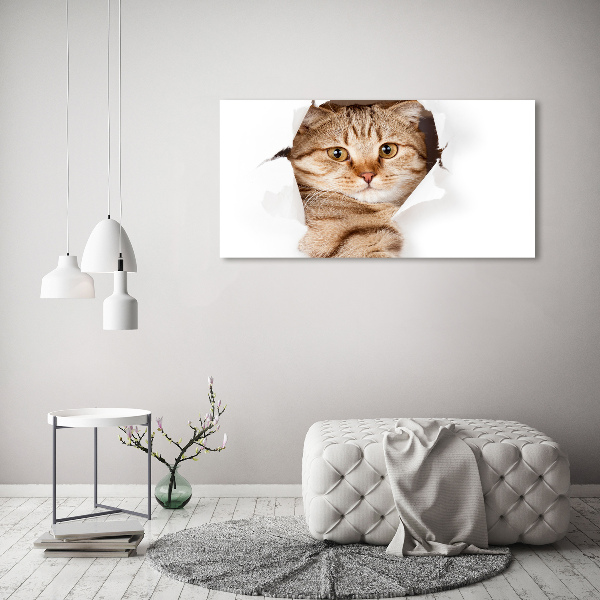 Foto op canvas Kat