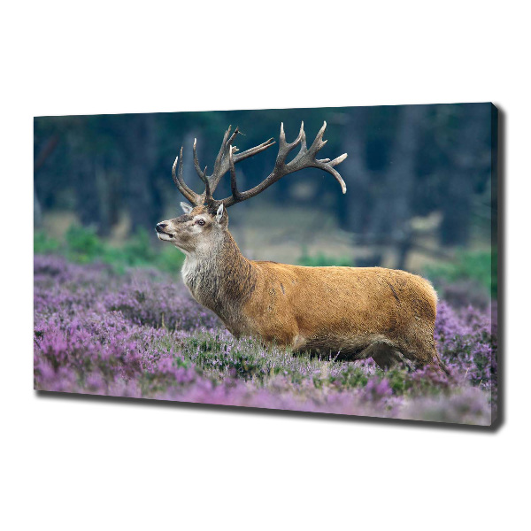 Canvas foto Hert tussen de lavendel