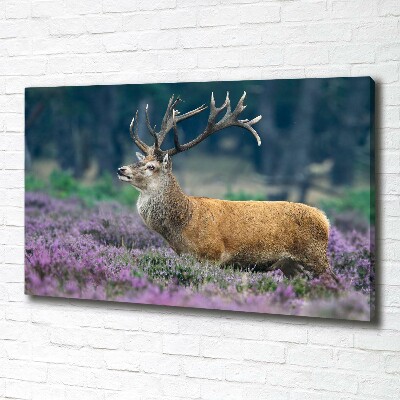 Canvas foto Hert tussen de lavendel