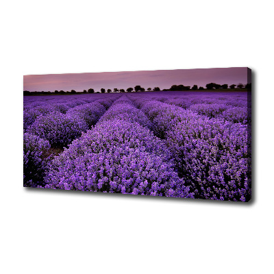Foto op canvas Lavendelveld