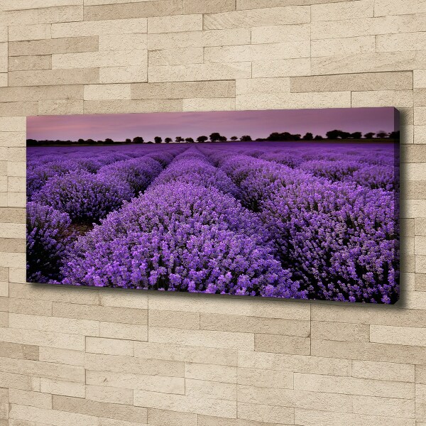 Foto op canvas Lavendelveld