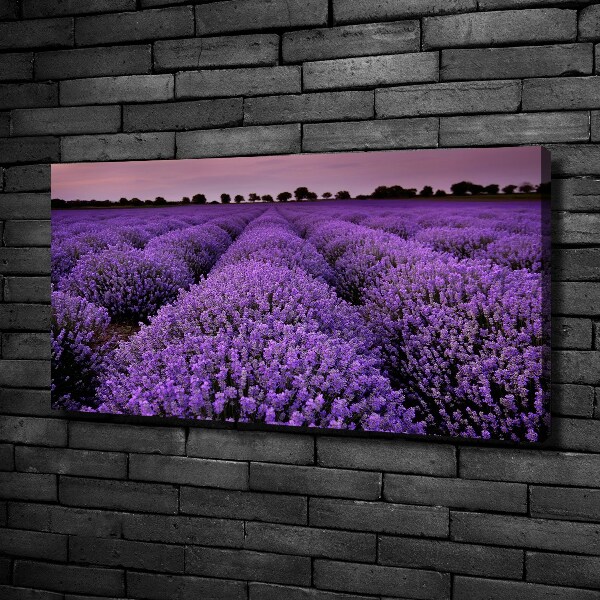 Foto op canvas Lavendelveld