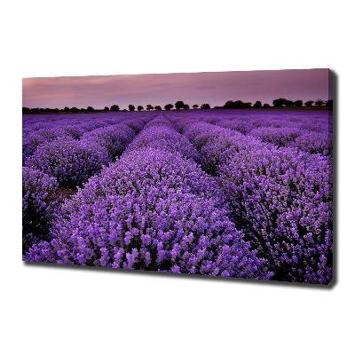 Foto op canvas Lavendelveld