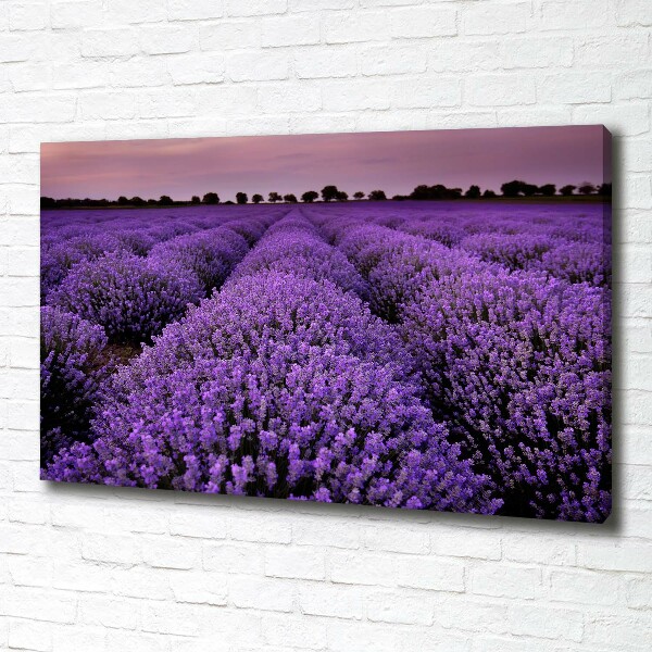 Foto op canvas Lavendelveld