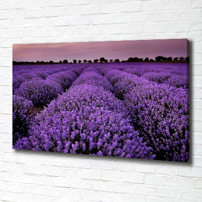 Foto op canvas Lavendelveld