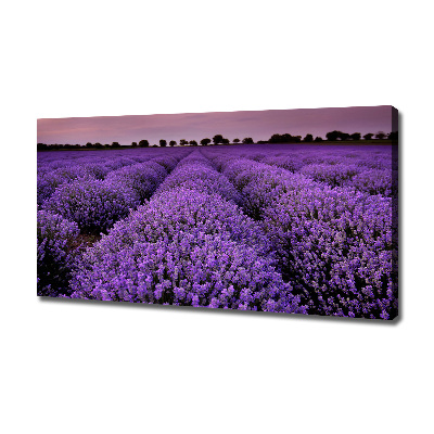 Foto op canvas Lavendelveld
