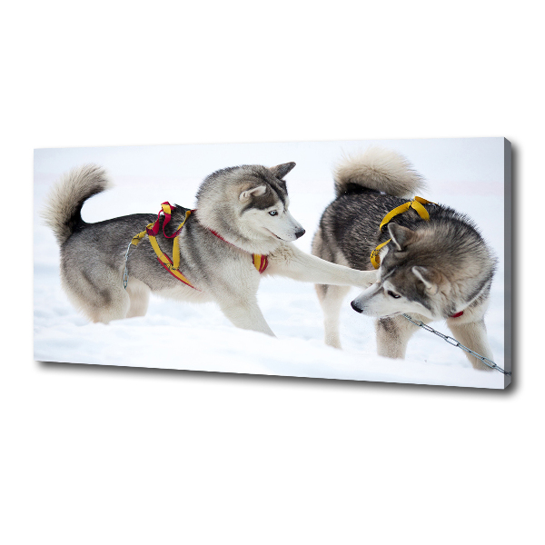 Foto canvas Huskies in de winter