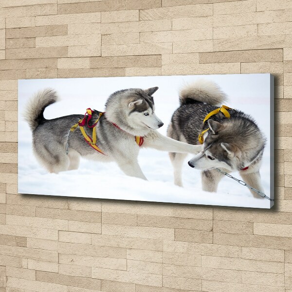 Foto canvas Huskies in de winter