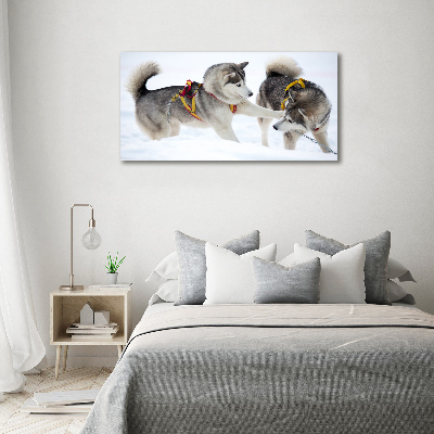 Foto canvas Huskies in de winter