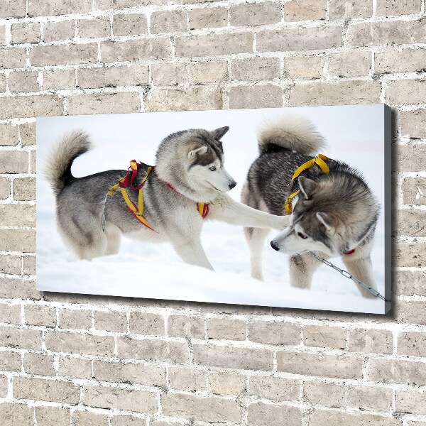 Foto canvas Huskies in de winter