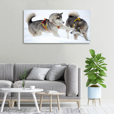 Foto canvas Huskies in de winter