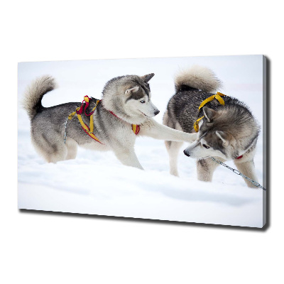 Foto canvas Huskies in de winter