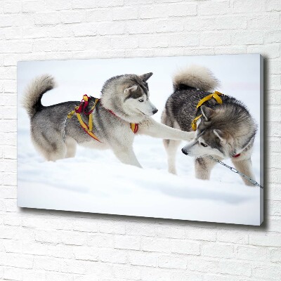 Foto canvas Huskies in de winter