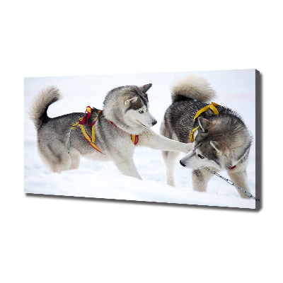 Foto canvas Huskies in de winter