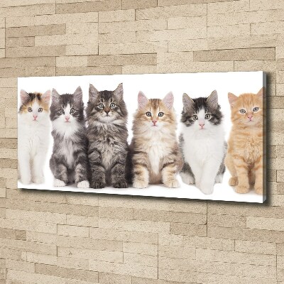 Canvas schilderij Zes katten