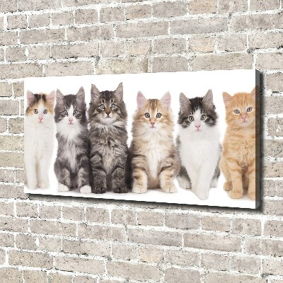 Canvas schilderij Zes katten
