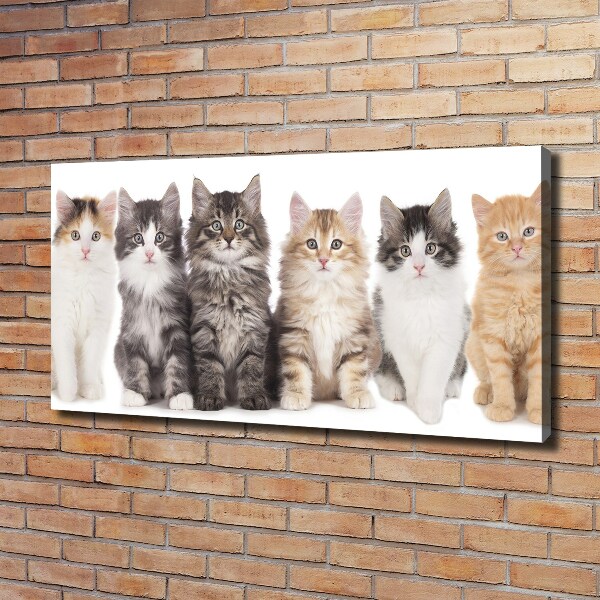 Canvas schilderij Zes katten