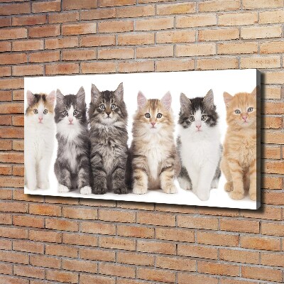 Canvas schilderij Zes katten