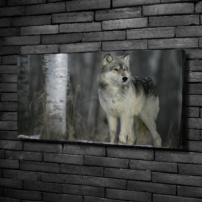 Schilderij op canvas Grijze wolf