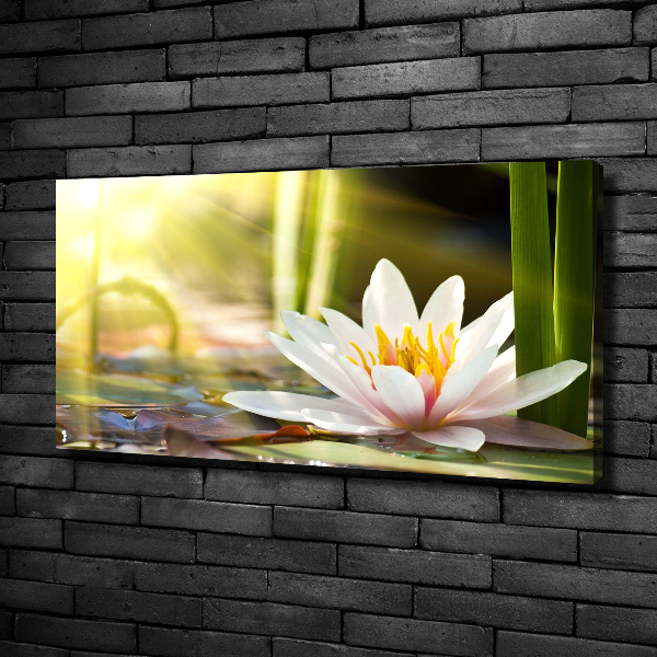 Canvas schilderij Waterlelie