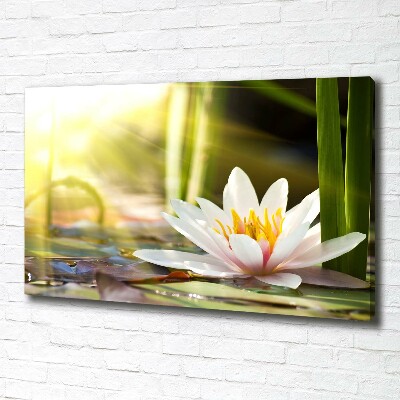 Canvas schilderij Waterlelie